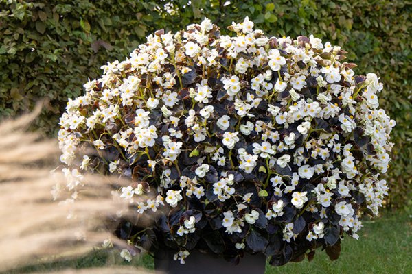 Begonia x benariensis F₁ BIG® White Bronze Leaf | Benary